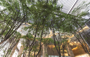sbf centre urban forest level one